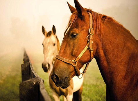 Horses-1a1