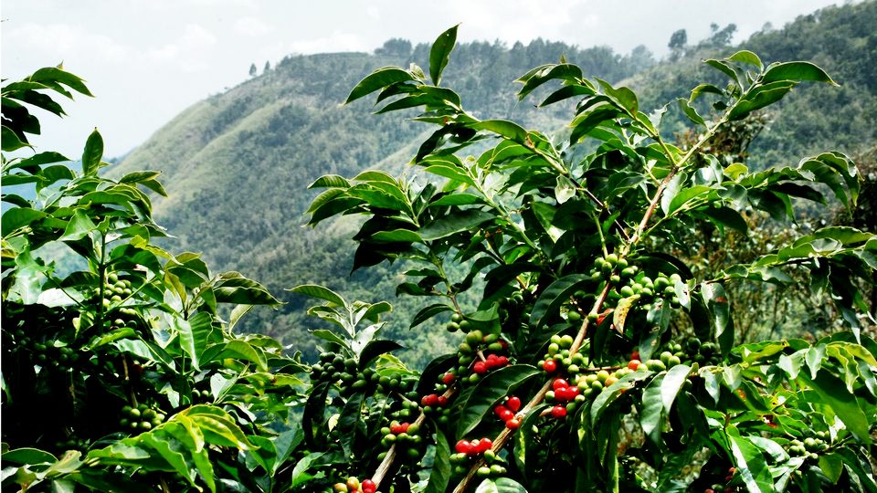 bunao-coffee-arabica-jamaica
