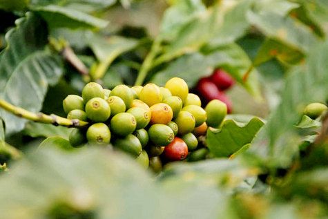 bunao-jamaica-farm-kaffeestrauch
