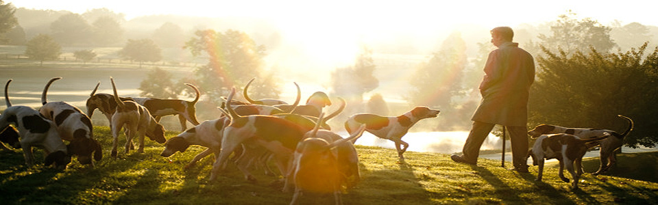 X_keswick-dogs-horses