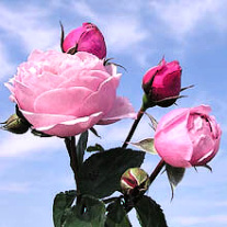 dietermueller-rose (2)