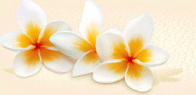 dec_lotus-mini (2)