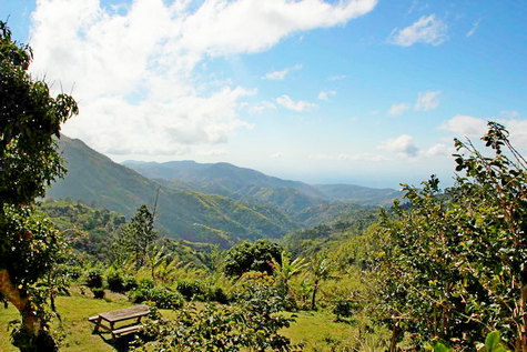 bunao-jamaica-blue-mountains