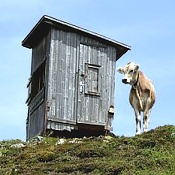 berghuette-kuh (2)