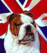 british-bulldog (2)2