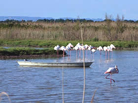 flamands-camargue