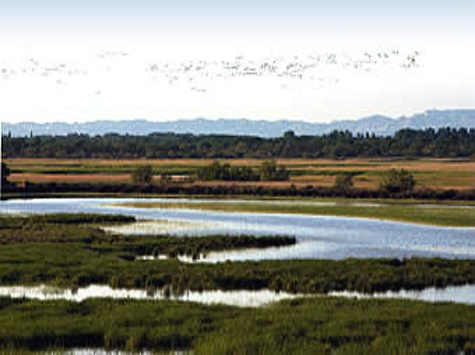 paysage-camargue