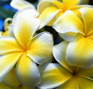 plumeria-175-175px