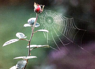 rose-spinnennetz-0