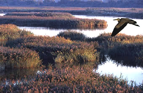 roseliere-camargue