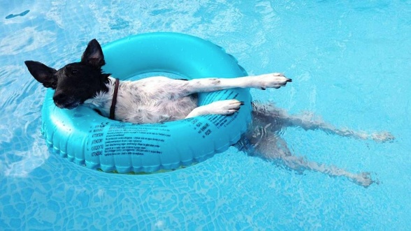 swimming-dog-im-pool (2)